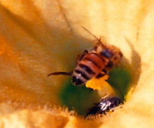 Międzynarodowa Pszczółka kake uczestnik